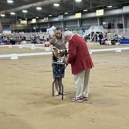Cavalier King Charles Spaniel and Golden Retriever All Grown Up from Emerald Grove Puppies