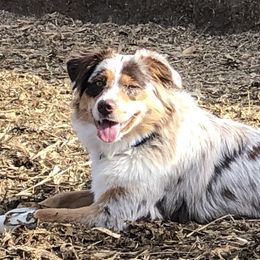 Rebel - Miniature Australian Shepherd