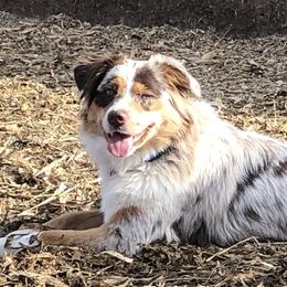 Rebel - Miniature Australian Shepherd