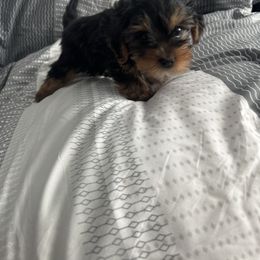 Ms kai 5500 - Black and tan female Yorkshire Terrier puppy in Las Vegas, Nevada from Made in Heaven Yorkshire Terrier Las Vegas