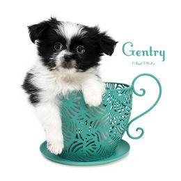 Gentry - Black male Mi-Ki puppy in Elizabeth, Colorado from Royal T Mi-Kis