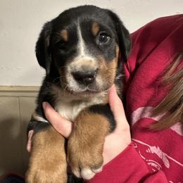 Girl 2 - Black, white and red female Greater Swiss Mountain Dog puppy in Lower Burrell, Pennsylvania from Polyanna’s GSMD