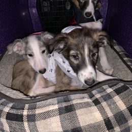 Silken Windhound Puppies from Regalant Silken Windhounds