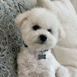 Bichon Frises and Great Danes from Calvada Danes and Bichons