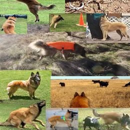 Cider - Belgian Tervuren