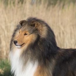 Shetland Sheepdogs from Presidio Shetland Sheepdogs