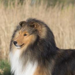 Shetland Sheepdogs from Presidio Shetland Sheepdogs