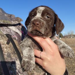 Wirehaired Pointing Griffon Puppies from Idaho Wirehaired Pointing Griffons