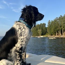 English Springer Spaniels from Saratoga Springers NY