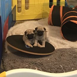 Pug Puppies from Pickwick Pugs