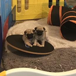 Pug Puppies from Pickwick Pugs