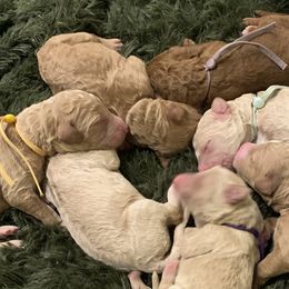 Goldendoodles from L&Z Goldendoodles