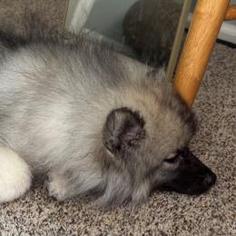 Keeshond and Pomeranian Puppies from Mary Schooner