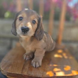 Rigatoni - Red male Dachshund puppy in Lewiston, Idaho from Farmhouse Dachshunds