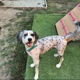 Gigi - Aussiedoodle