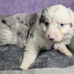 Australian Shepherd and Great Dane Puppies from AEW Farm