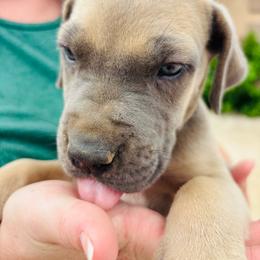 Girl 1 - Fawn female Great Dane puppy in Devine, Texas from Texas Devine Danes & Aussies