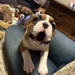 Boxer Puppies from East River Boxers