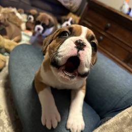 Boxer Puppies from East River Boxers
