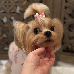 Yorkshire Terrier puppies from Diamond Springs Boutique