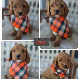 Nick - Red  male Goldendoodle puppy in Decatur, Tennessee from Diamond's Doodles