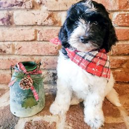 Bernedoodle Puppies from Speedwell Forge Doodles