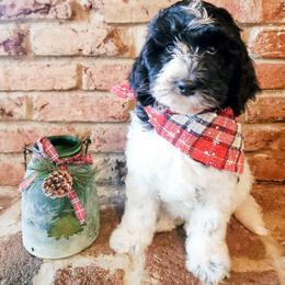 Bernedoodle Puppies from Speedwell Forge Doodles