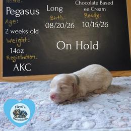 Pegasus - Cream male Dachshund puppy in Hoquiam, Washington from Heyd's Mini Dachshunds