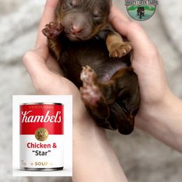 Star - Phantom female Goldendoodle puppy in Ocoee, Tennessee from Liberty Creek Farms