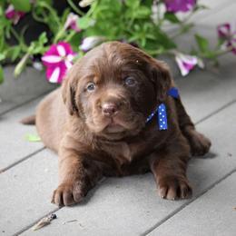 Labrador Retriever Puppies from Pure Joy Labradors