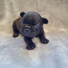 Girl 3 - Black female French Bulldog puppy in Neosho, Missouri from Norris Frenchies