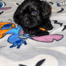 Buckwheat Yorkipoo 1500 - Black and tan male Yorkshire Terrier puppy in Gastonia, North Carolina from Banks Dynasty Kennel
