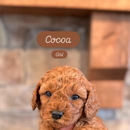 Cocoa - Red female Cavapoo puppy in Sugar City, Idaho from Taylor's Cavapoos