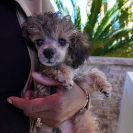 Blue  Boy - Brown male Poodle puppy in Las Vegas, Nevada from Plush Toy Poodle Puppies & Pals