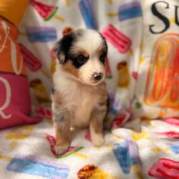 Glacier Swirl - Blue merle female Miniature Australian Shepherd puppy in Oak Harbor, Washington from Happy-Go-Lucky Homestead
