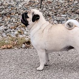 Pugs and Tibetan Spaniels from Wright's Pugs