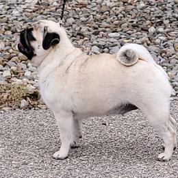 Pugs and Tibetan Spaniels from Wright's Pugs