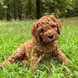 Ariel - Red female Cockapoo puppy in Egg Harbor City, New Jersey from Grace Given Cockapoos (GGC)