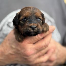 Hannah - Gold sable female Havapoo puppy in Loveland, Colorado from Littledoodles2love