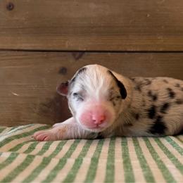 Bell - Blue merle female Australian Shepherd puppy in Kearney, Nebraska from Helix Aussies