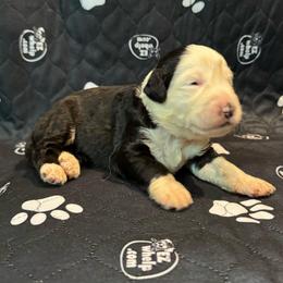 HOLLY - Black and white female Sheepadoodle puppy in Riverside, California from Downtown Doodles & Frenchies