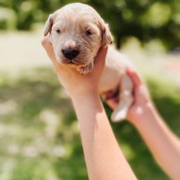 Goldendoodle Puppies from Peachy Doodles