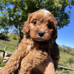 Cavapoo Puppies from Campbell Cavapoos