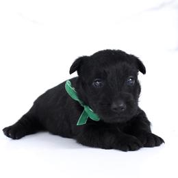 Flynn - Black male Scottish Terrier puppy in Mount Joy, Pennsylvania from K&M Kennel