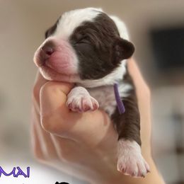 Mai - Brown and white Aussiedoodle puppy in Hampton Falls, New Hampshire from The Honest Egg Doodles