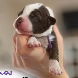 Mai - Brown and white Aussiedoodle puppy in Hampton Falls, New Hampshire from The Honest Egg Doodles