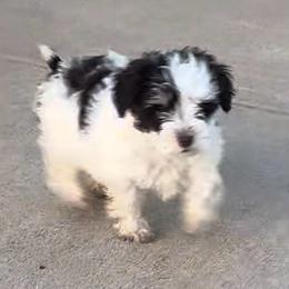 Truffle Parti - Parti female Miniature Schnauzer puppy in Glenn Heights, Texas from Marvelous Mannered K9s of Texas