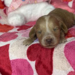 Paige - Cream female Dachshund puppy in Lake City, Florida from My Ditzy Doxies of Florida