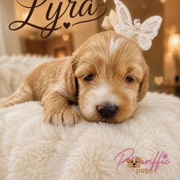 Goldendoodle, Maltipoo, and Poodle Puppies from Pawriffic Pups