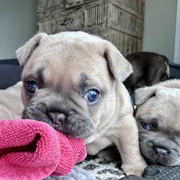 French Bulldog Puppies from Upcountry Frenchies
